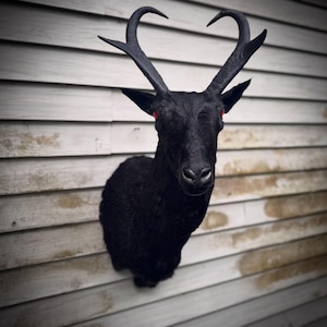 Puede incluir: Un busto de cabra negra montado en la pared con pelaje texturizado, orejas puntiagudas y cuernos negros curvados. La cabra presenta unos llamativos ojos rojos brillantes que contrastan con su pelaje oscuro, creando una presencia visual.