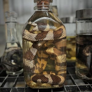Puede incluir: Una botella de vidrio transparente con un tapón de corcho que contiene una serpiente preservada con marcas marrones y blancas. La serpiente está enroscada dentro de la botella, que está llena de un líquido transparente.