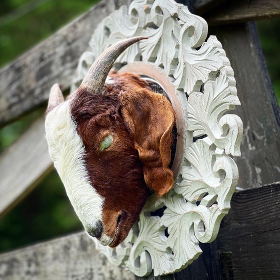Real Boer Goat Head Wall Hanger Taxidermy Oddities Goat Etsy