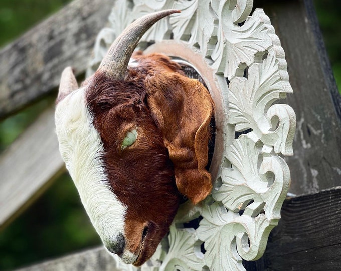 Real Boer Goat Head Wall Hanger Taxidermy Oddities Goat Etsy