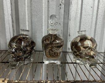 Snake Skull - Wet Specimen - Oddity