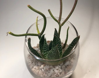 Succulent Terrarium, Haworthia Zebra Plant and Sticks on Fire