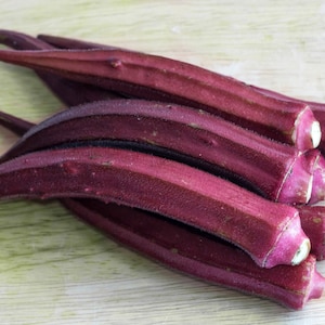 SEEDS Burgundy Red Okra/秌葵/qiū kuí/bhindi (Abelmoschus esculentus) (For 2025 Season)