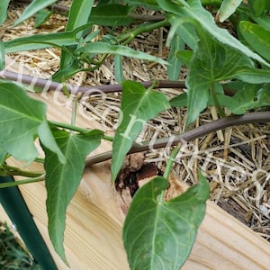 Red Kangkong Seeds: Philippine Native Aquatic Morning Glory