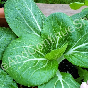 SEEDS Pechay / Petsay Tagalog / Pak Choi / 白菜 / Sawi Puhit /청경채 / Brassica Rapa (For 2025 Season)