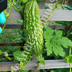 SEEDS Ampalaya / Chinese Bitter Gourd / Kǔguā / 苦瓜 / Muop Dang / Momordica Charantia / Karalla / Tembikai Pahit (For 2025 Season)
