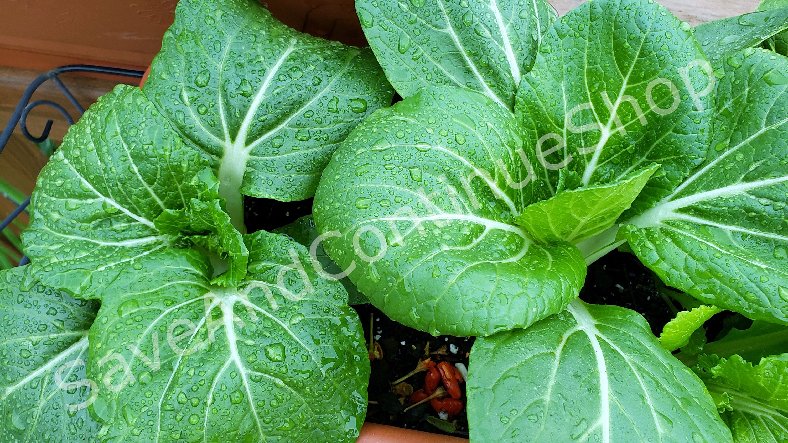 SEEDS Pechay / Petsay Tagalog / Pak Choi / 白菜 / Sawi Puhit /청경채 ...