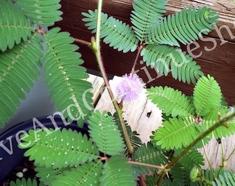 SEEDS Makahiya /Touch Me Not / Shy / Shame / Mimosa Pudica Seeds (For 2024 Season)