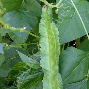 SEEDS Sigarilyas / Winged Bean / しかく まめ / 四角豆 / Sì léng dòu / 四棱豆 / 사각 콩 / asparagus pea, four angeled bean (2024 SEASON)