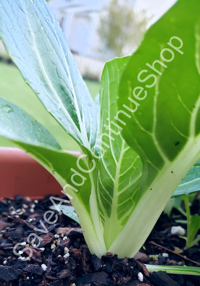 SEEDS Pechay / Petsay Tagalog / Pak Choi / 白菜 / Sawi Puhit /청경채 ...