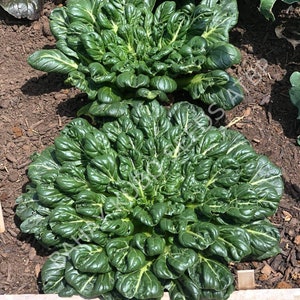 May include: Two large, dark green leafy plants with light green veins growing in a garden bed. The plants have a rounded, ruffled shape.
