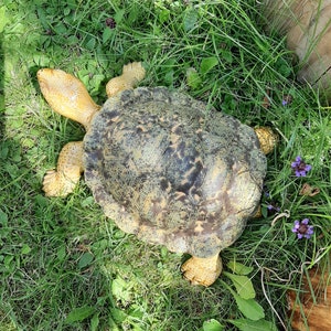 Könnte beinhalten: Eine Keramik-Schildkrötenfigur mit einer grün-gelben Schale, die auf dem Rücken in einem Bett aus grünem Gras liegt.