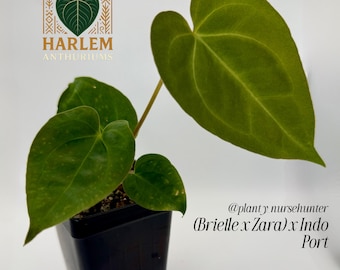 Anthurium Hybrid | (Doc Block Brielle x Zara) x Indo Portillae