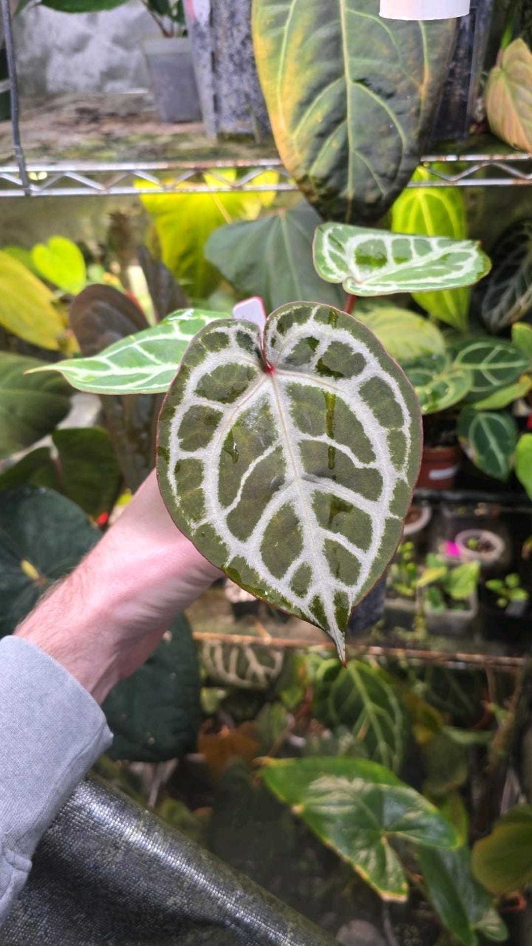 Anthurium Hybrid Seedling | Dorayaki X Zara Michelle - Etsy