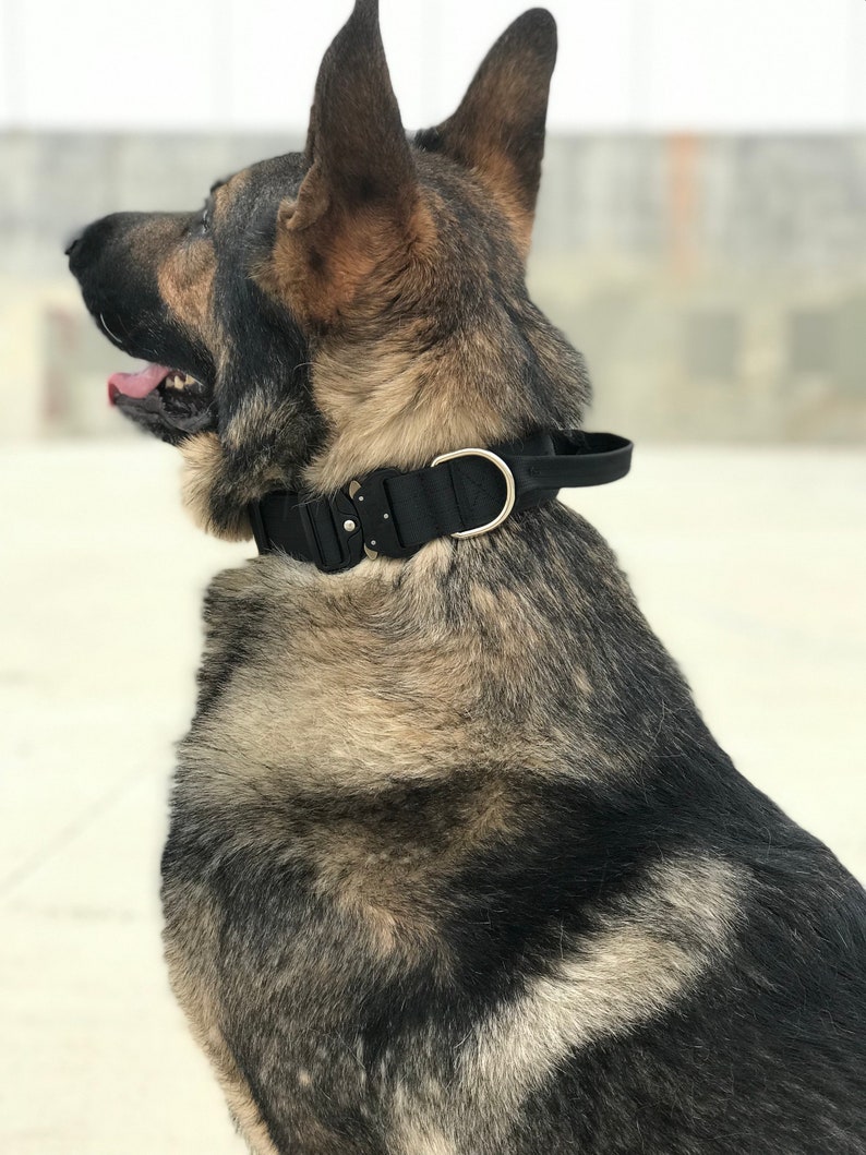 Tactical K9 Collar With Handle and Buckle 1.5 Wide Etsy Norway