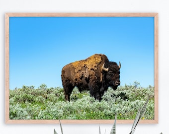 デジタルダウンロード - バイソン - バッファロー - イエローストーン