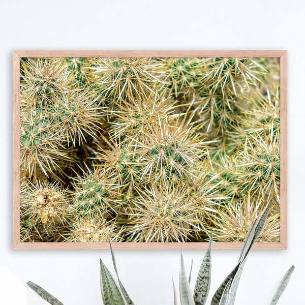 Green Prickly Cactus Digital Photograph - Printable Download