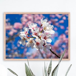 White & Pink Cherry Blossoms Digital Photograph - Printable Download