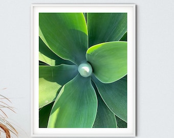Fotografia digitale di Agave verde - Download stampabile