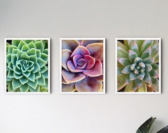 Set of 5 Succulent Digital Photograph - Printable Download - Gallery Wall