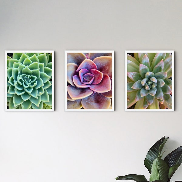 Set of 5 Succulent Digital Photograph - Printable Download - Gallery Wall
