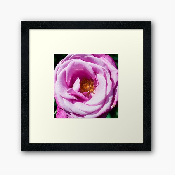 Pink Purple White Ombre Rose Digital Photograph - Printable Download