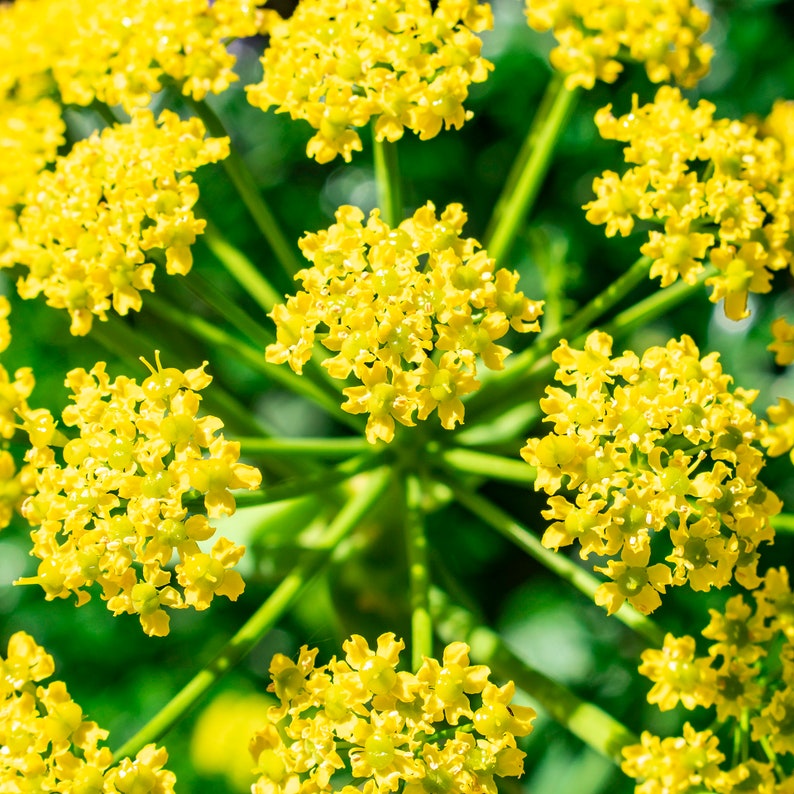 Photograph Close up of tiny yellow flowers on succulent