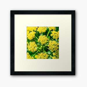 Tiny Yellow Green Flowers Close Up Digital Photograph Printable Download image 1