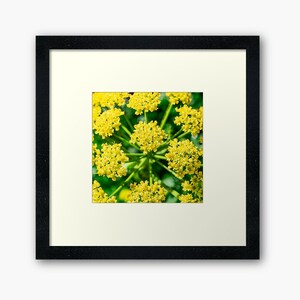 Tiny Yellow Green Flowers Close Up Digital Photograph - Printable Download