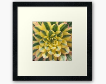 Star Shaped Green Pink Yellow Succulent Digital Photograph - Printable Download