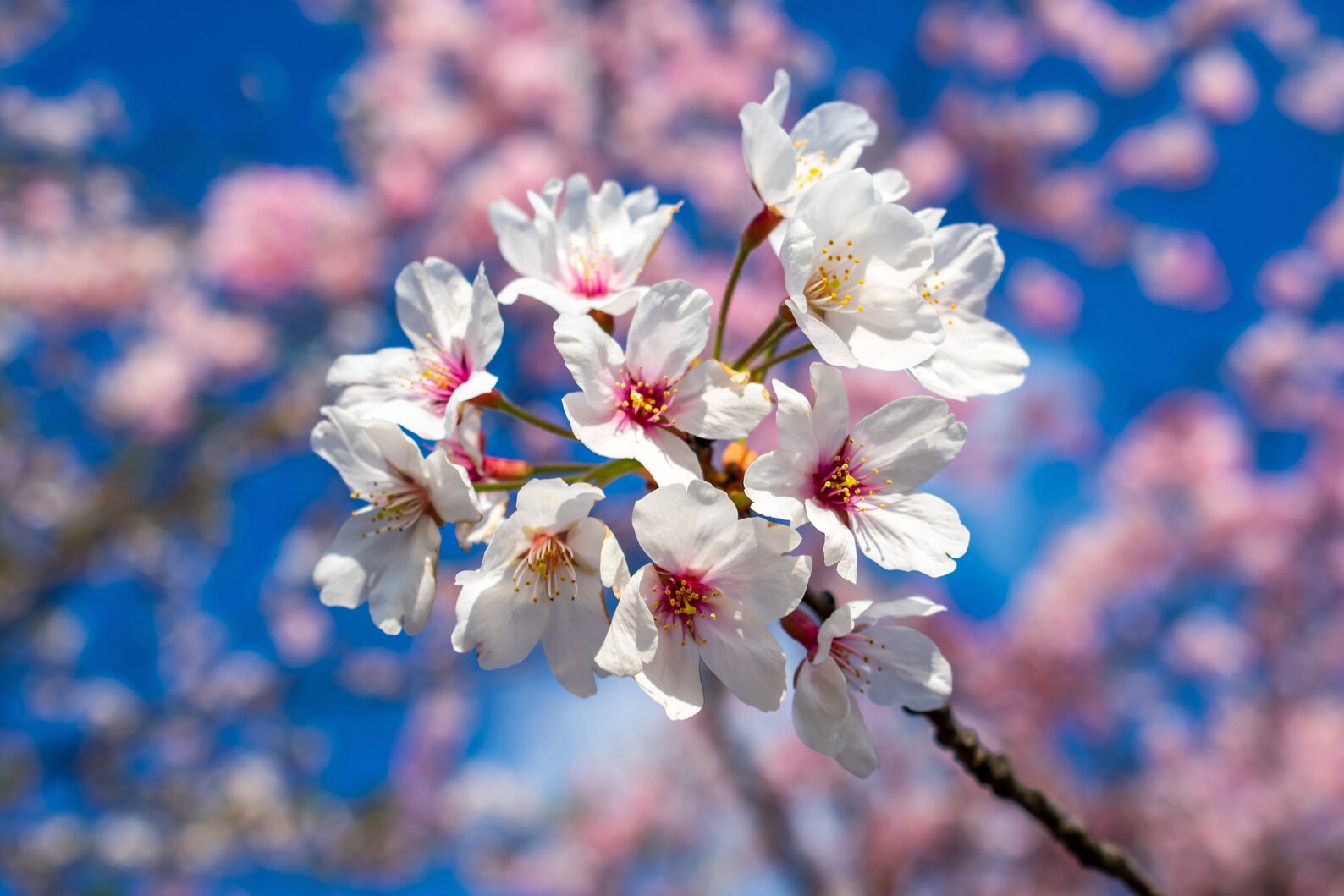 Japan Kirschblüten digitaler Download Foto druckbare | Etsy