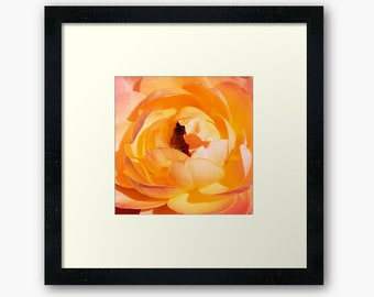 Yellow Orange Ombre Rose with Bee Digital Photograph - Printable Download