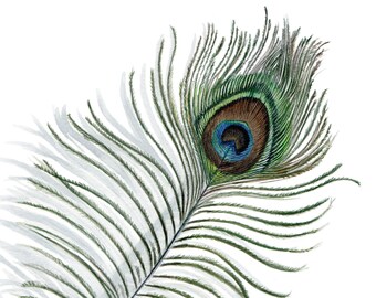 Peacock Feathers Print, Feather Print, Bird Print, Art Print of an Original Watercolor Painting 8 X 10, Feather Wall Decor