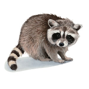 Baby Raccoon Print, Art Print of Original Watercolor Painting 8 X 10, woodland nursery decor, woodland animal print