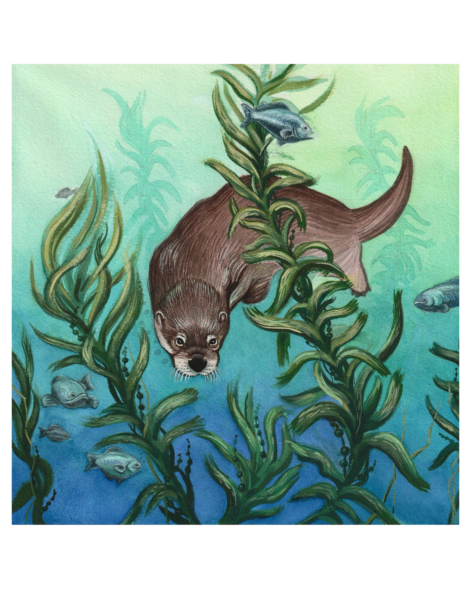 Otter Print, Sea Otter in Kelp, Marine Animal Art, Print From an ...