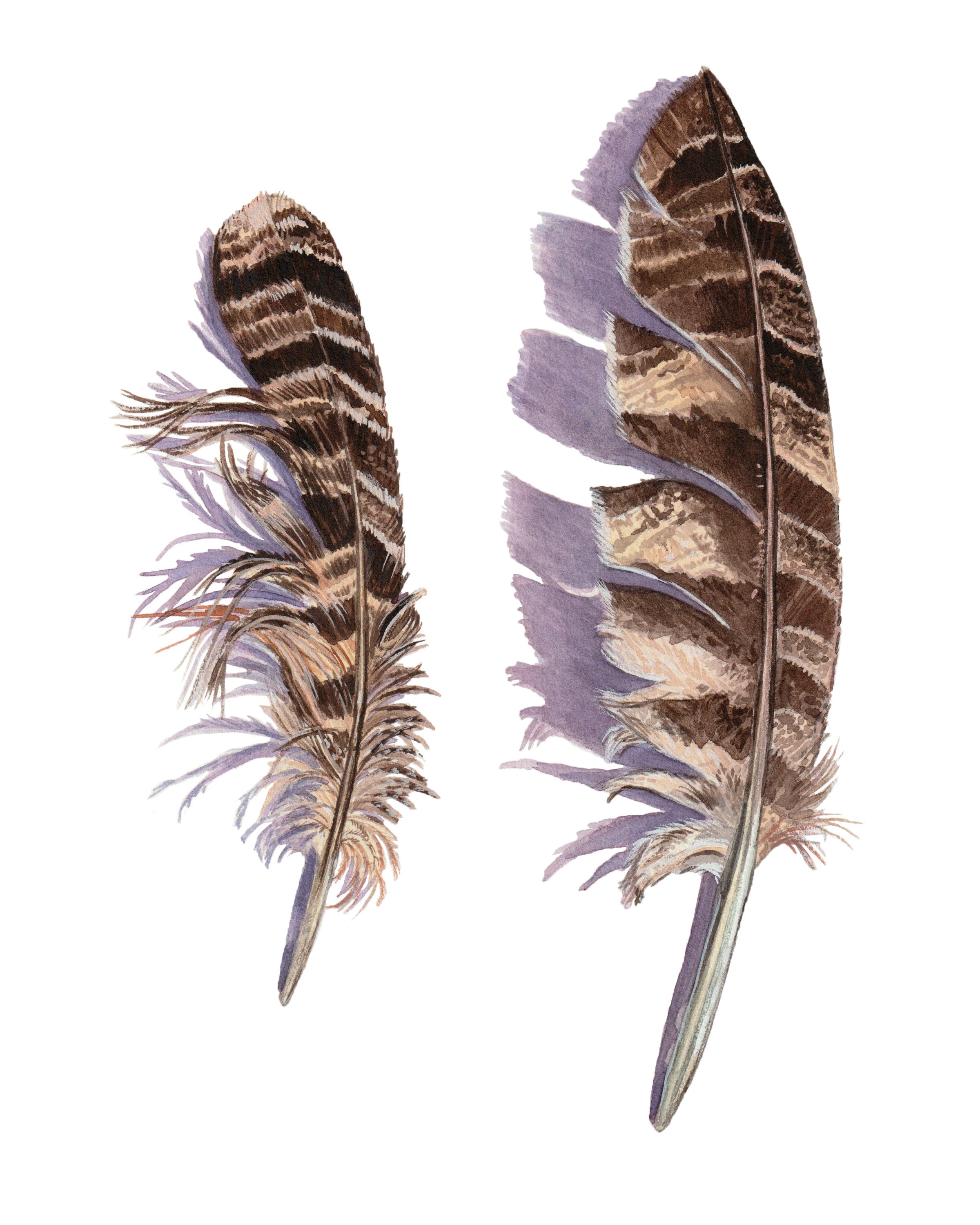 Great Horned Owl Feathers Print Feather Print Bird Print - Etsy