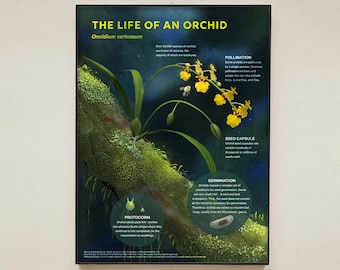 Poster sur le cycle de vie de l'orchidée
