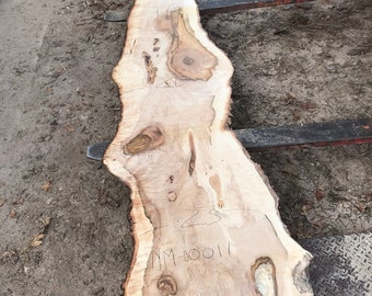 13 Foot Hard Maple Kiln Dried Wood Slab for Sale great for Bar Top