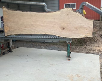11.5 Foot Spalted Silver Maple Wood Slab