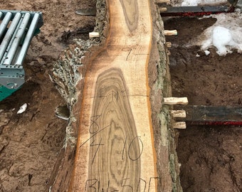 Ten foot black walnut wood slab. Black walnut live edge wood slab.