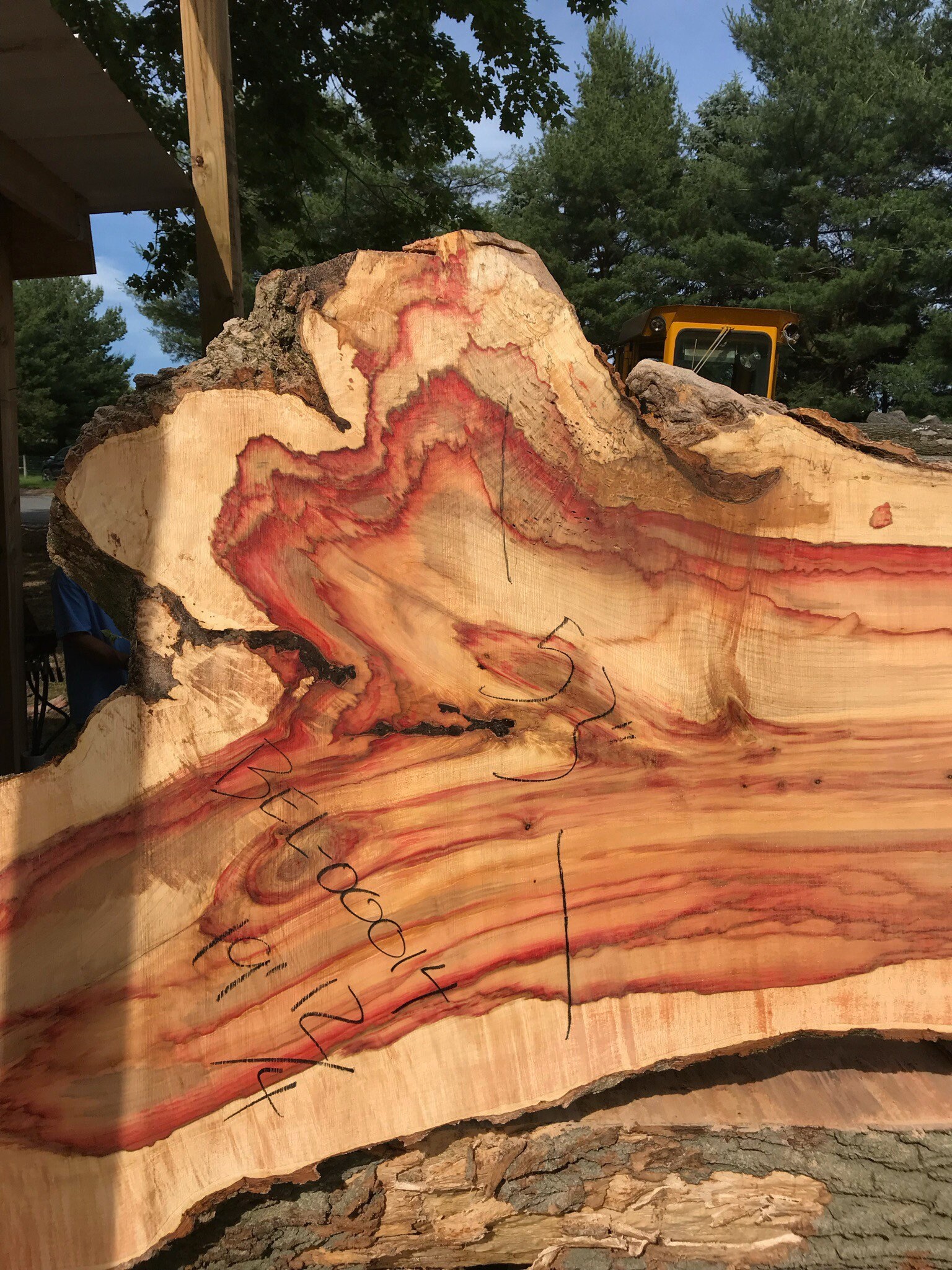 Largest Box Elder in North America. 19 Foot Wood Slab Etsy