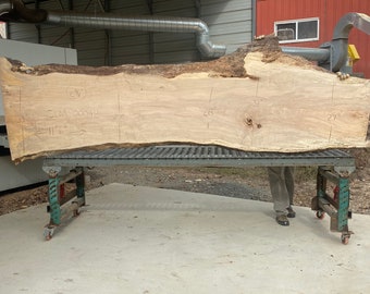 11 Foot long silver maple kiln dried wood slab