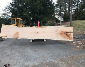 19 Foot Long, GIANT Maple slabs