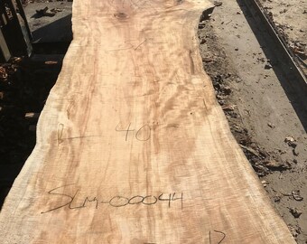 Curly, Spalted, ambrosia Silver Maple wood slab