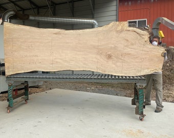 8.5 Foot curly silver Maple dried wood slab