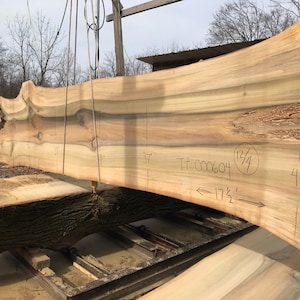 Tulip Poplar | live edge wood | reclaimed wood slabs | kiln dried wood for sale | trusted wood suppliers | woodworking source