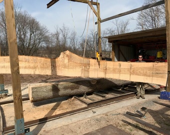 22 Foot Long Live edge hardwood slabs