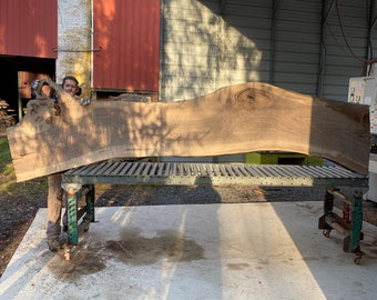 May include: A large, natural wood slab with a unique grain pattern rests on a metal rolling rack. The slab is light brown in color and has a natural, rustic look.