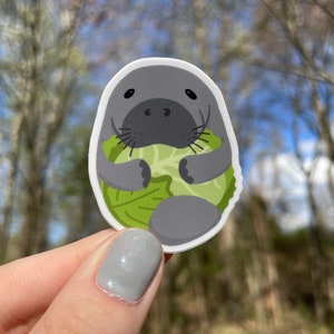 Manatee hugging lettuce sticker | Waterproof vinyl sticker | Cute animal sticker
