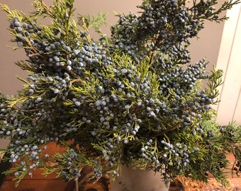 Fresh Juniper Stems w/ Blue Berries for Home Decoration, Table Centerpiece, Weddings, Nature Crafts, Spring Decor, Easter Decoration